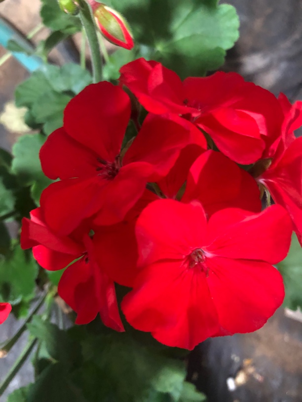 中国红大室内绿植盆栽