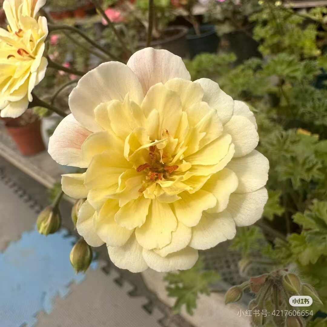 【独角兽阳光】兽系天竺葵（零下拍保温冻坏不售后）