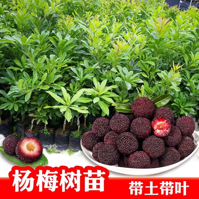 优质杨梅树壮苗带土带叶发货正宗嫁接杨梅苗当年种植当年结果
