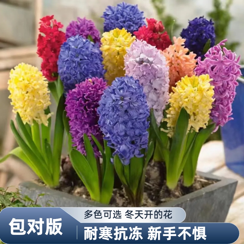 进口风信子种球水培土培套餐冬季耐寒易活花卉盆栽植物室内花