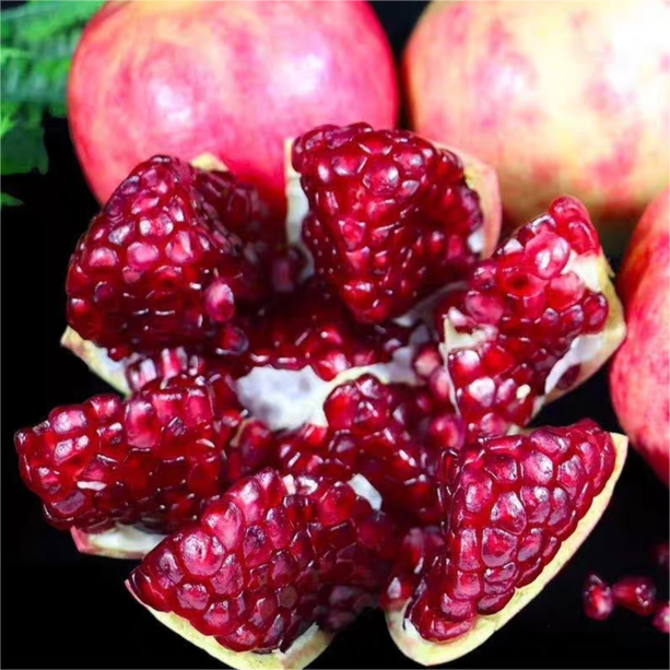 蒙阳红石榴（不包成活，介意勿拍）