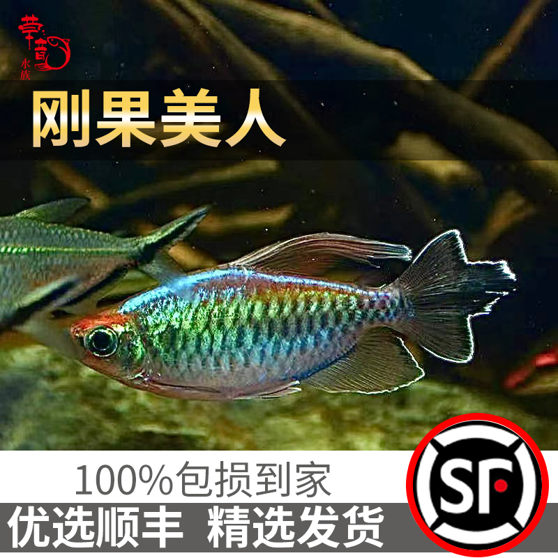 刚果美人热带鱼观赏鱼