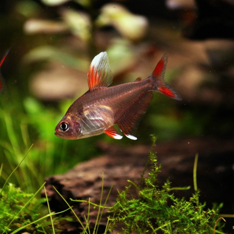 热带观赏小型鱼草缸群游鱼白翅玫瑰扯鳍灯科鱼