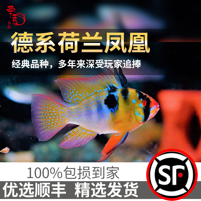 【草韵水族】精品短鲷系列【纯血德系荷兰凤凰】小型观赏鱼短鲷活体