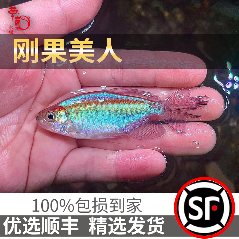刚果美人鱼淡水草缸群游鱼热带观赏鱼扯旗鱼蓝刚果美人小型鱼活体
