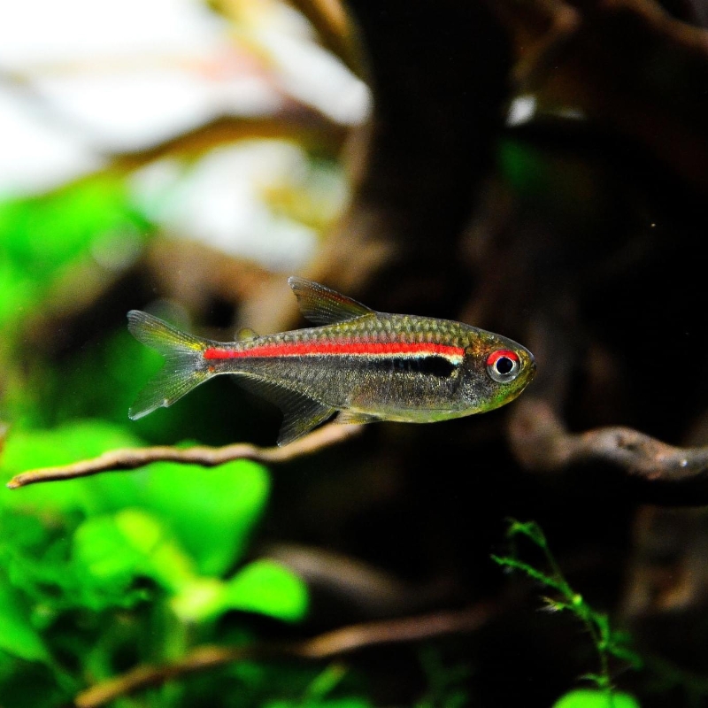 南美灯科鱼阿玛帕三色灯草缸鱼热带小型鱼观赏鱼