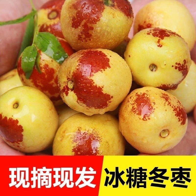 正宗【陕西大荔冬枣】优质大荔冰糖冬枣脆甜多汁肉厚好吃新鲜健康