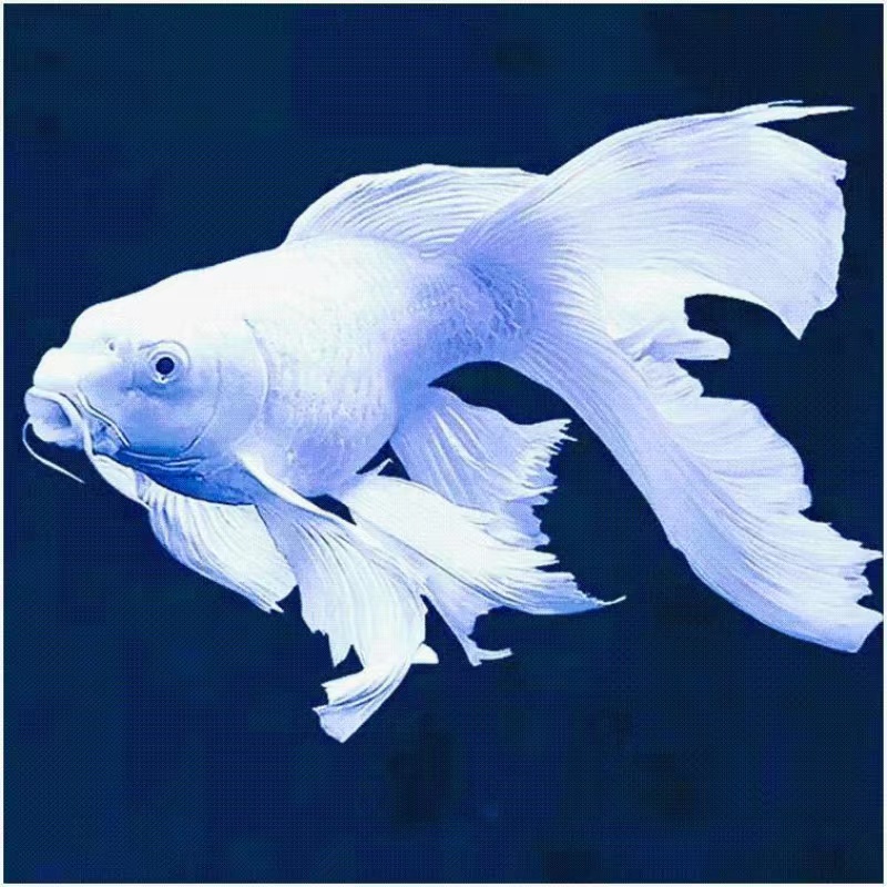 渔场直销  精品蝴蝶鲤3厘米