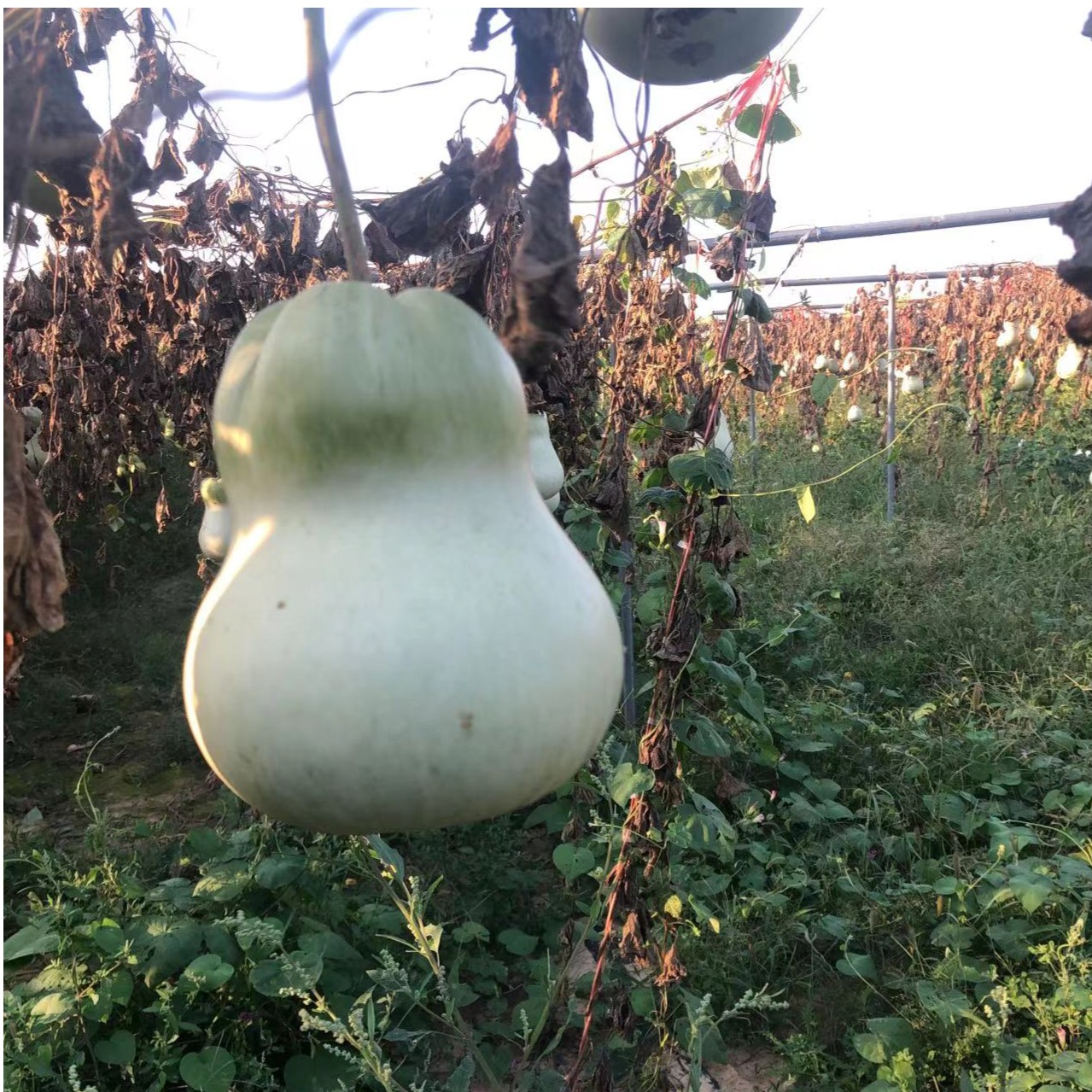 小尺寸20--25cm；全品种植小钱袋子葫芦
