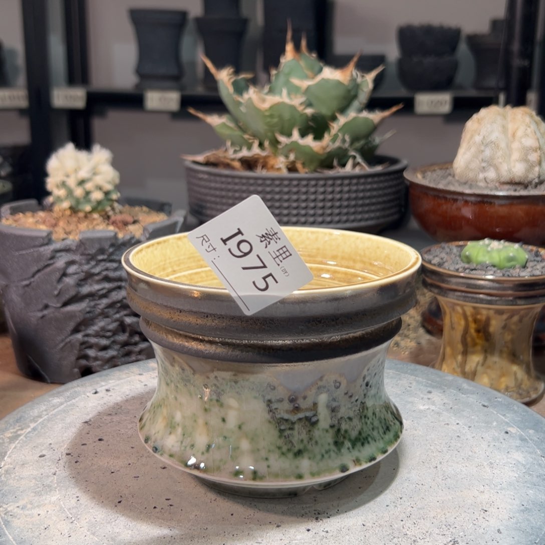 景德镇素里手工内口12.5高10