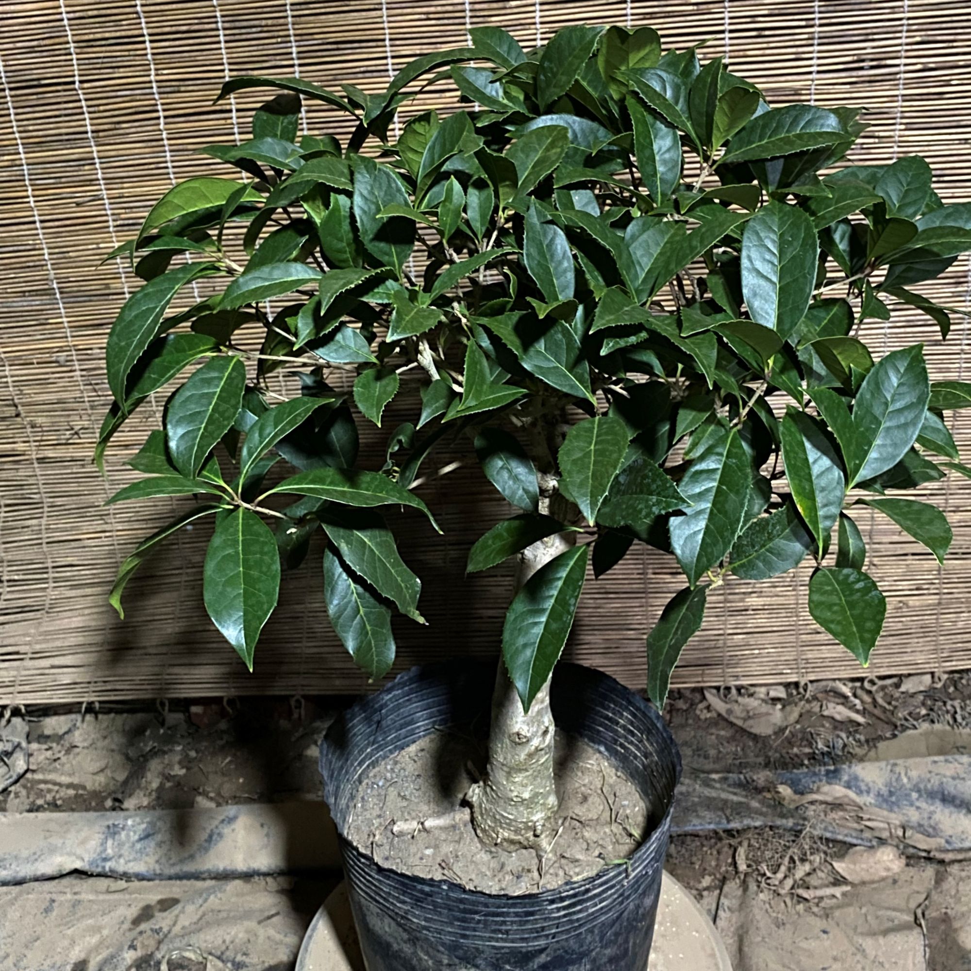 流苏嫁接桂花盆景