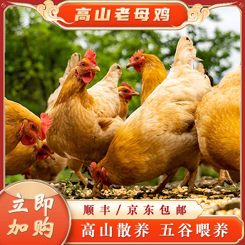 【散养400天】皖南老母鸡走地鸡新鲜老母鸡现杀现发高山散养土鸡