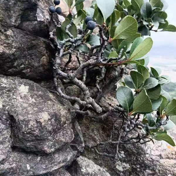 东山盆景一物一拍