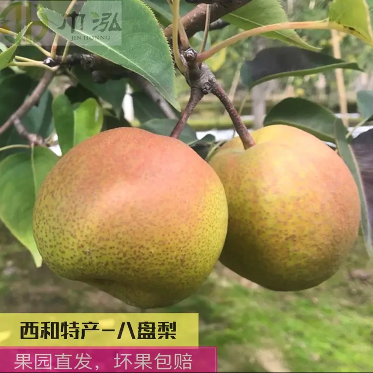 甘肃西和八盘梨五斤大果包邮