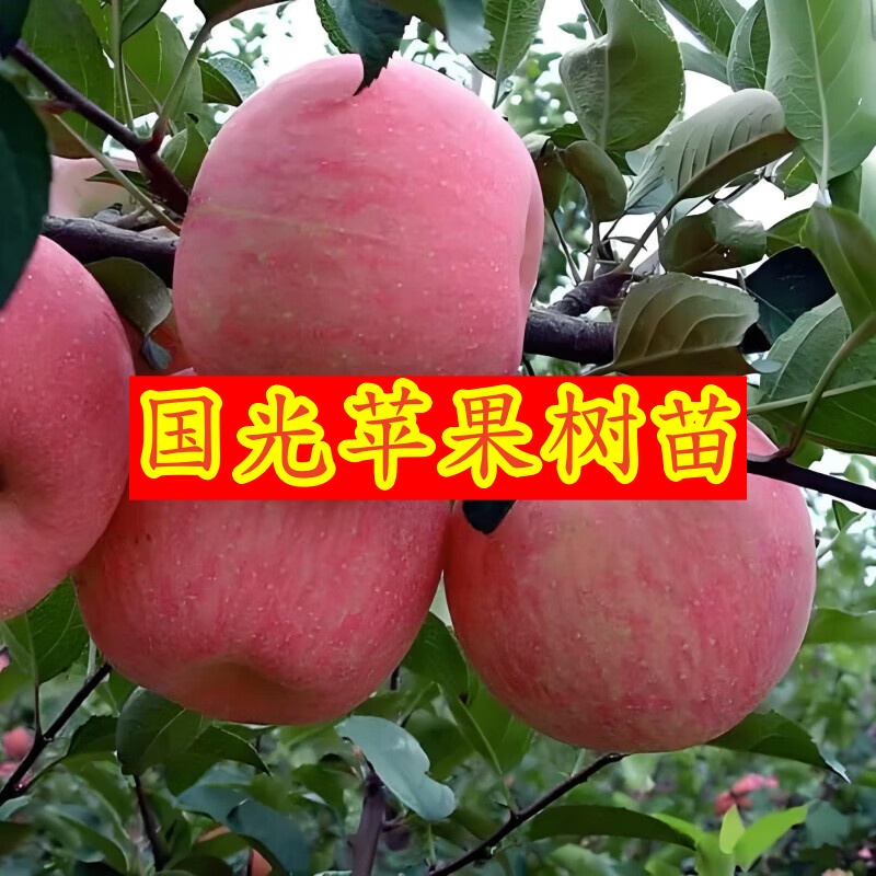 正宗国光苹果树苗当年结果嫁接脆甜苹果树苗产量高正宗国光苹果苗