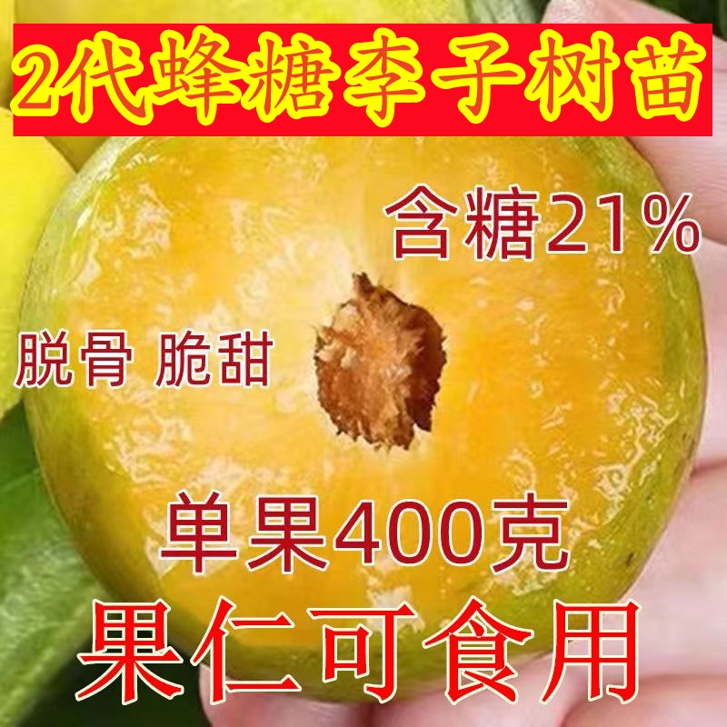 正宗2代蜂糖李子树苗当年结果脱骨李子苗嫁接二代蜂糖李子苗高产