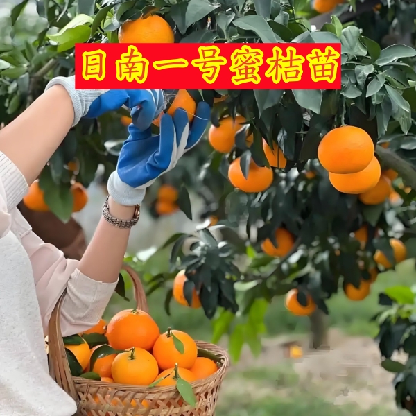 正宗日南一号蜜桔苗当年结果嫁接早生温州蜜柑苗日南一号蜜桔树苗