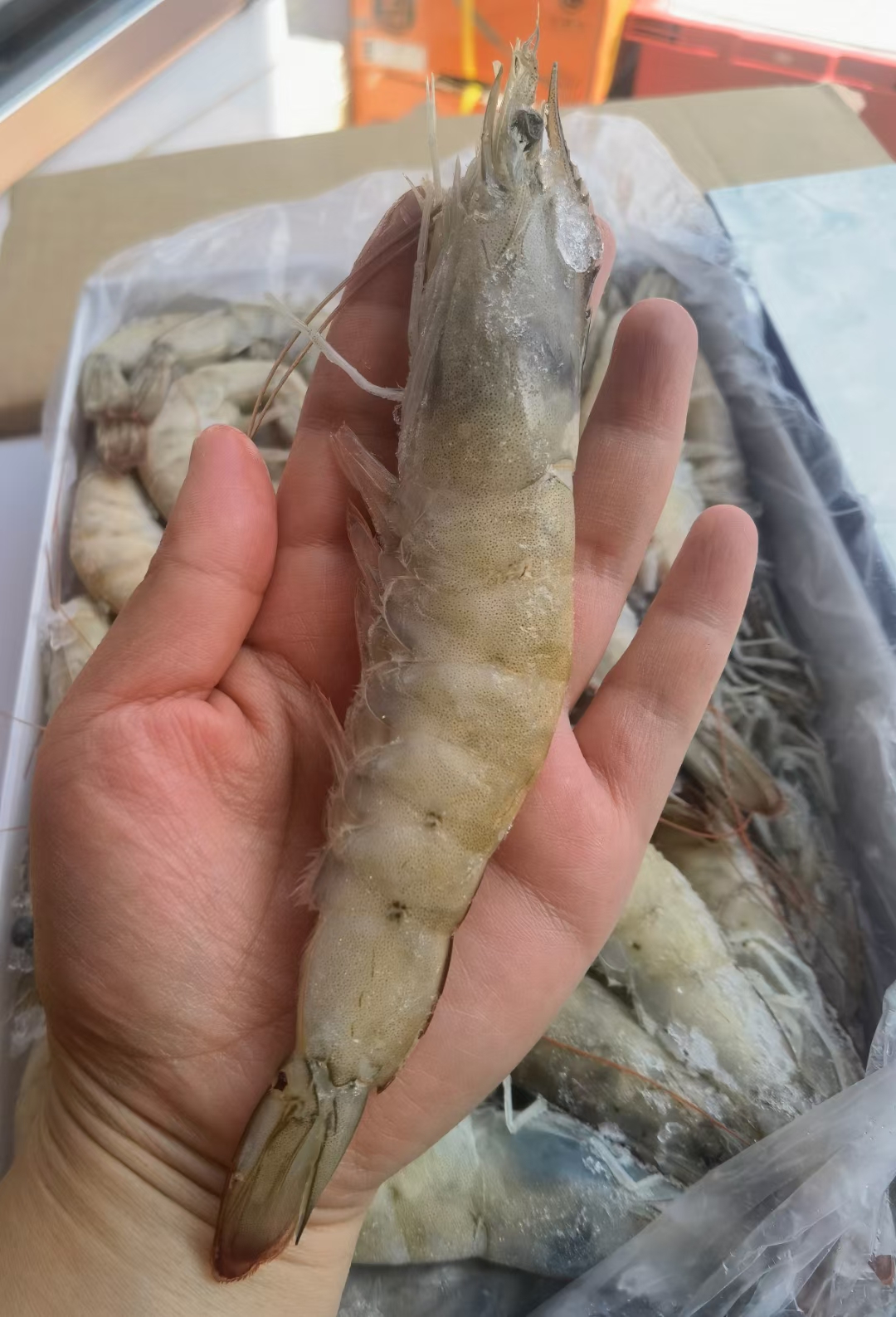 鑫鲜果屋王牌大虾一盒（20~30）