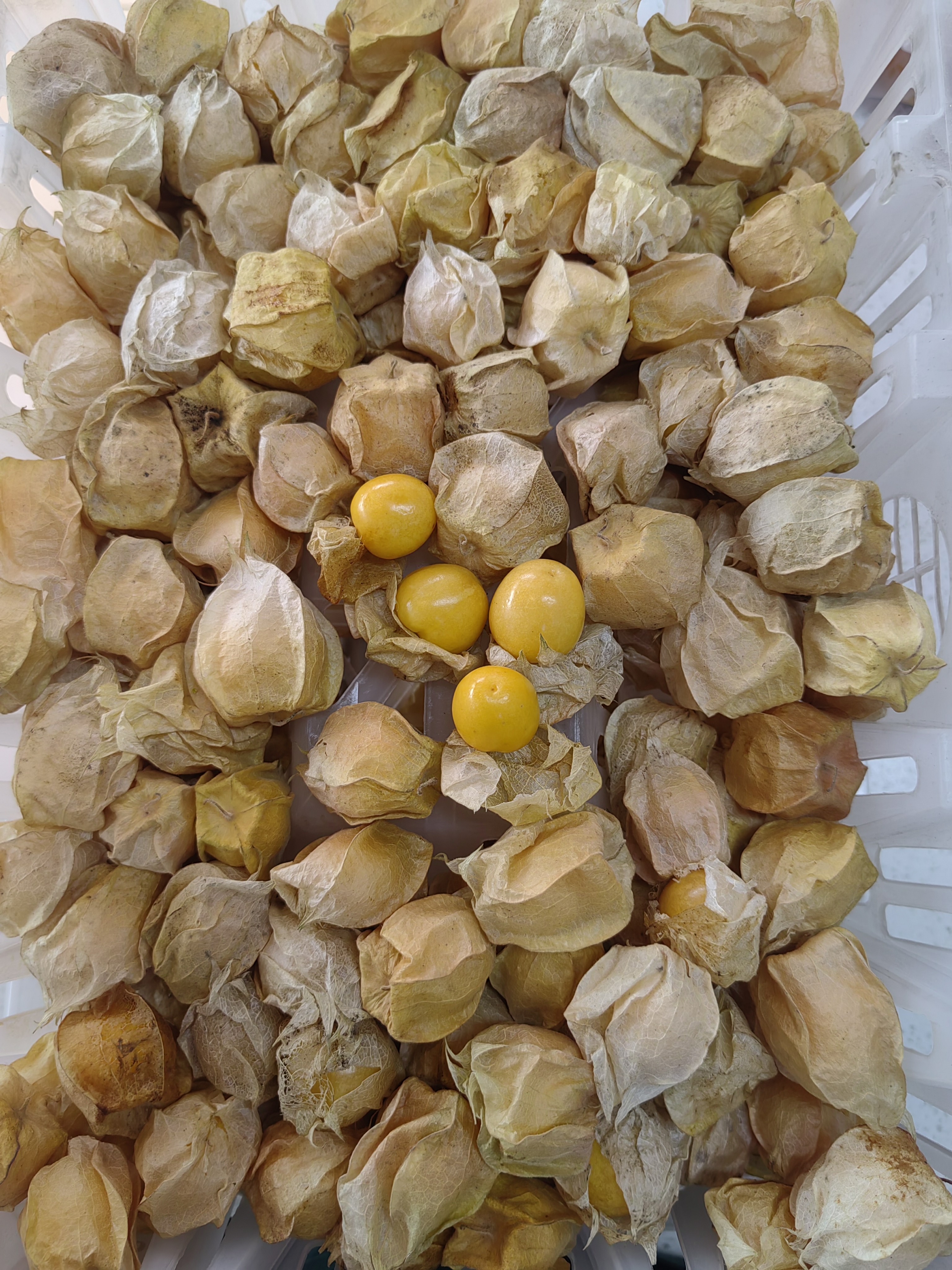 鑫鲜果屋姑娘果250g