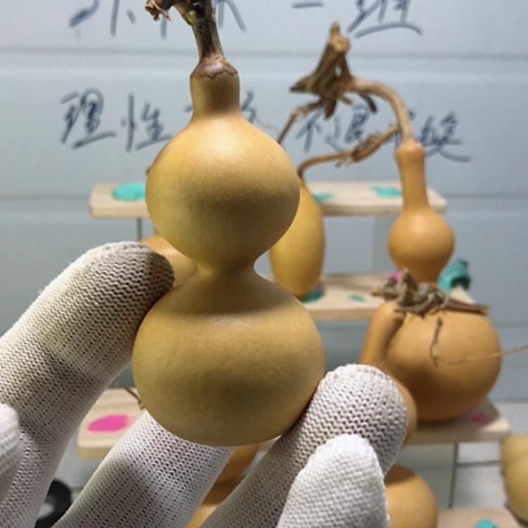 【闪购商品】天然葫芦b****x