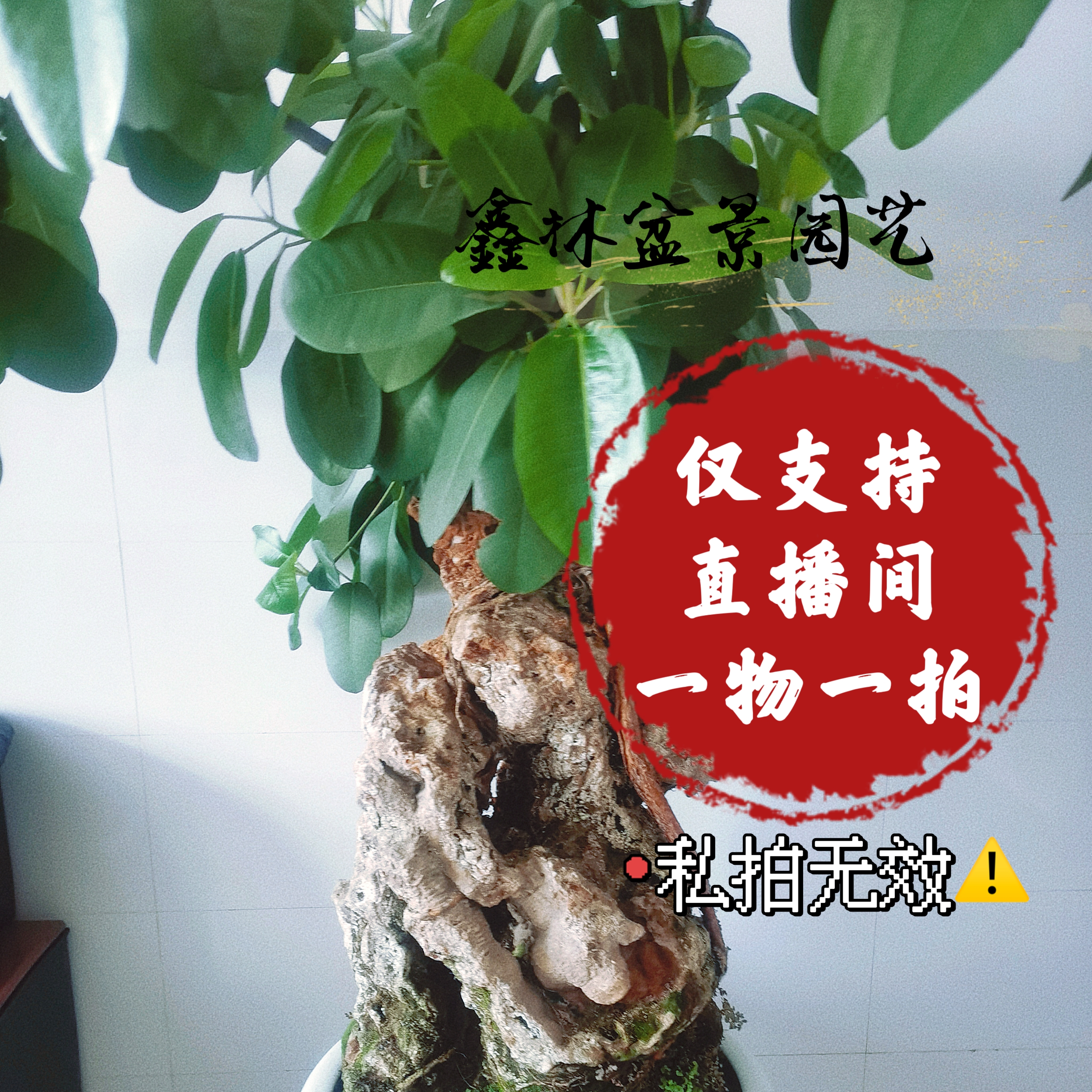 天然钟乳石水培植物 质地偏硬