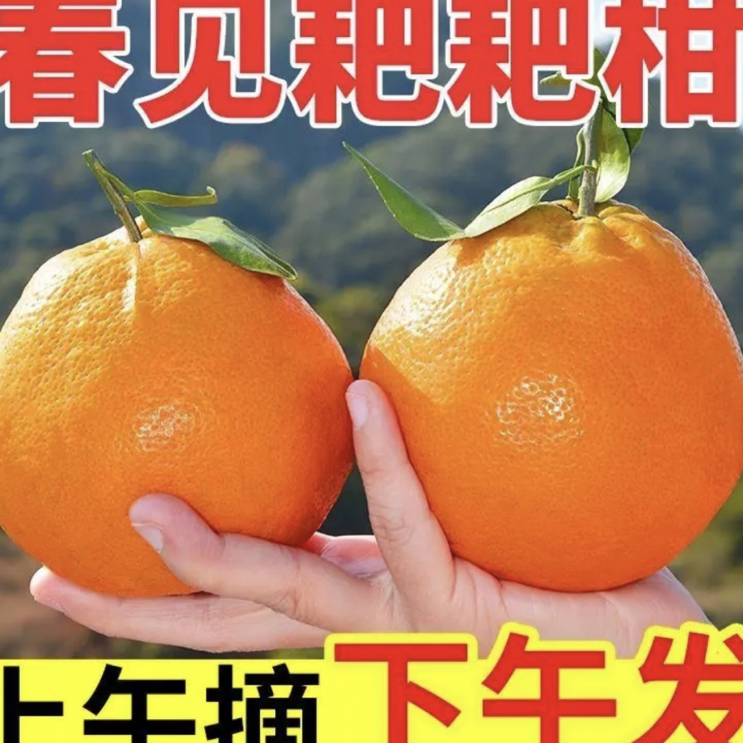 【乡村助农】四川春见耙耙柑粑粑柑自然成熟新鲜采摘坏果包赔