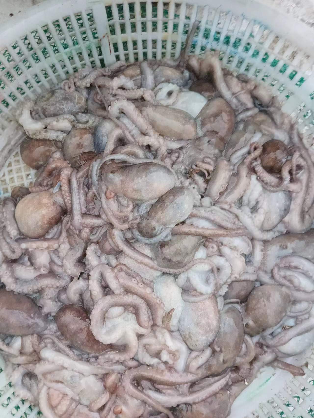 幸福的 八爪鱼，可以下单了