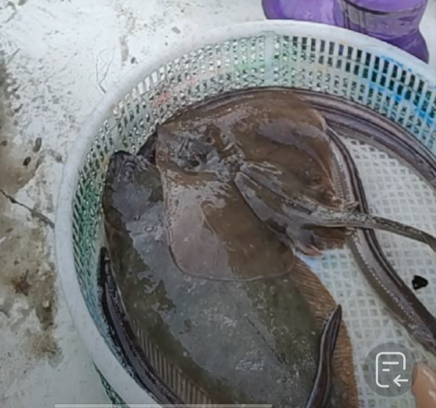 鱼，杂鱼，当潮海鲜