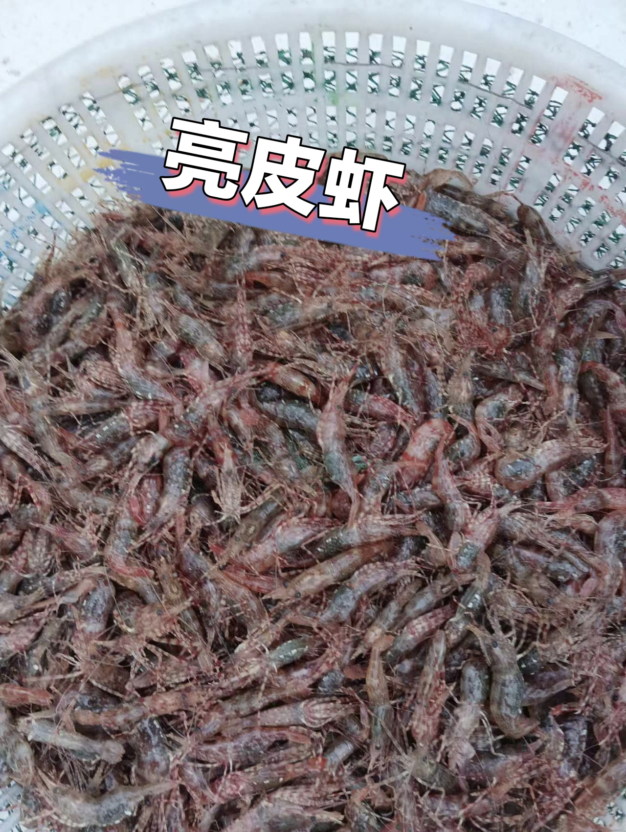 转移的虾，亮皮虾