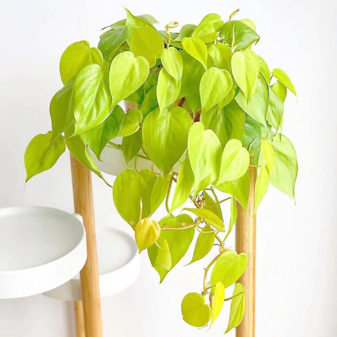 柠檬汁蔓绿绒 吊篮植物 室内吸甲醛垂钓藤蔓可水培耐阴办公桌阳台