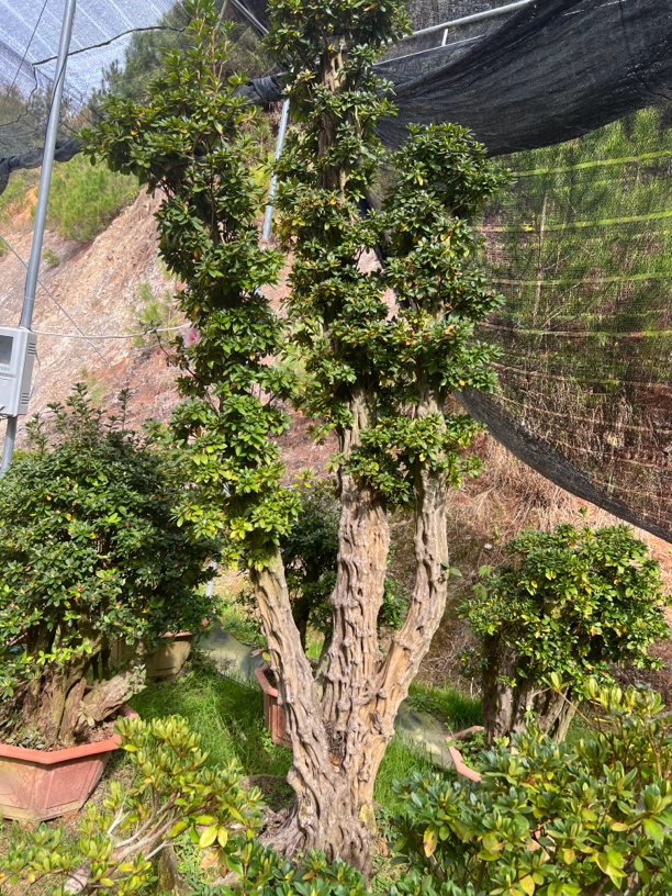 嫁接丹东红杜鹃精品桩·丛林桩庭院栽培春季花卉大红色粉红色开花