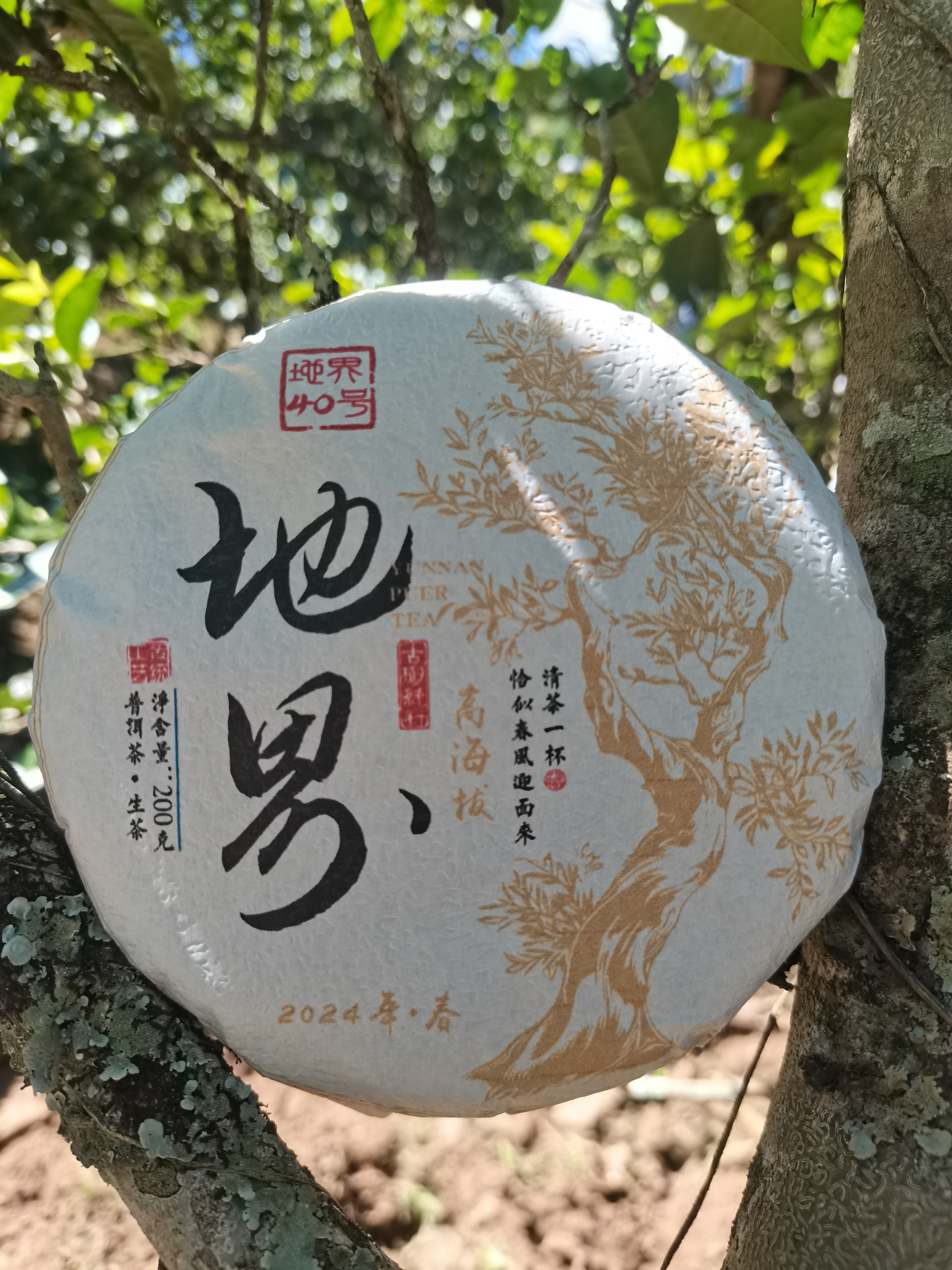 冰岛地界40号2024年高海拔纯古树头春饼茶200克