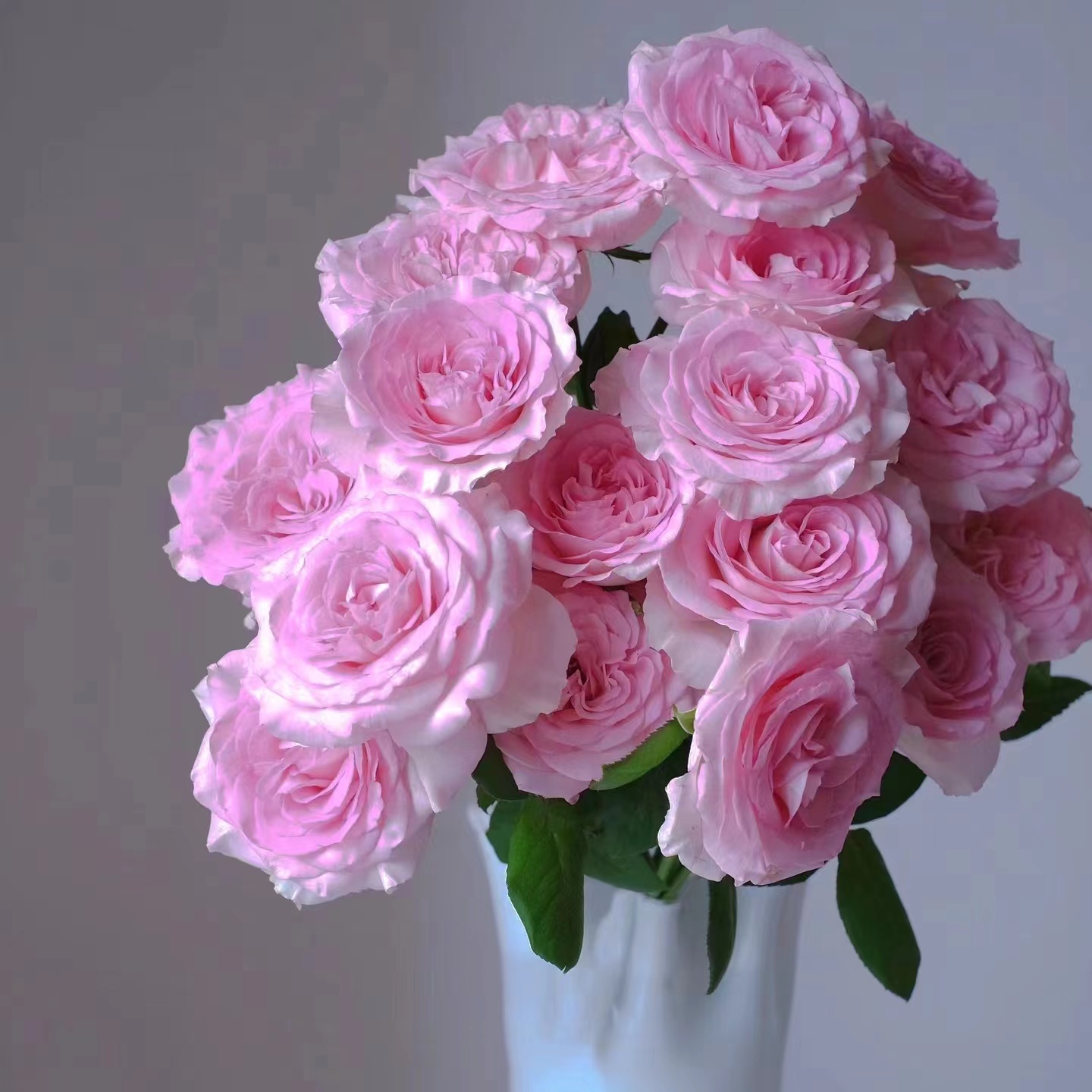 【洛神玫瑰】 全场鲜花任意两单及以上包邮