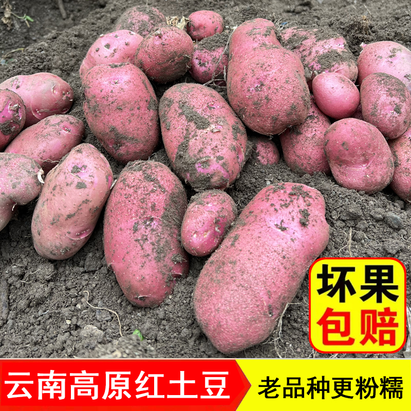 （精选）2025云南高原红农家新鲜红皮土豆5斤/9斤现场挖【坏果包赔】