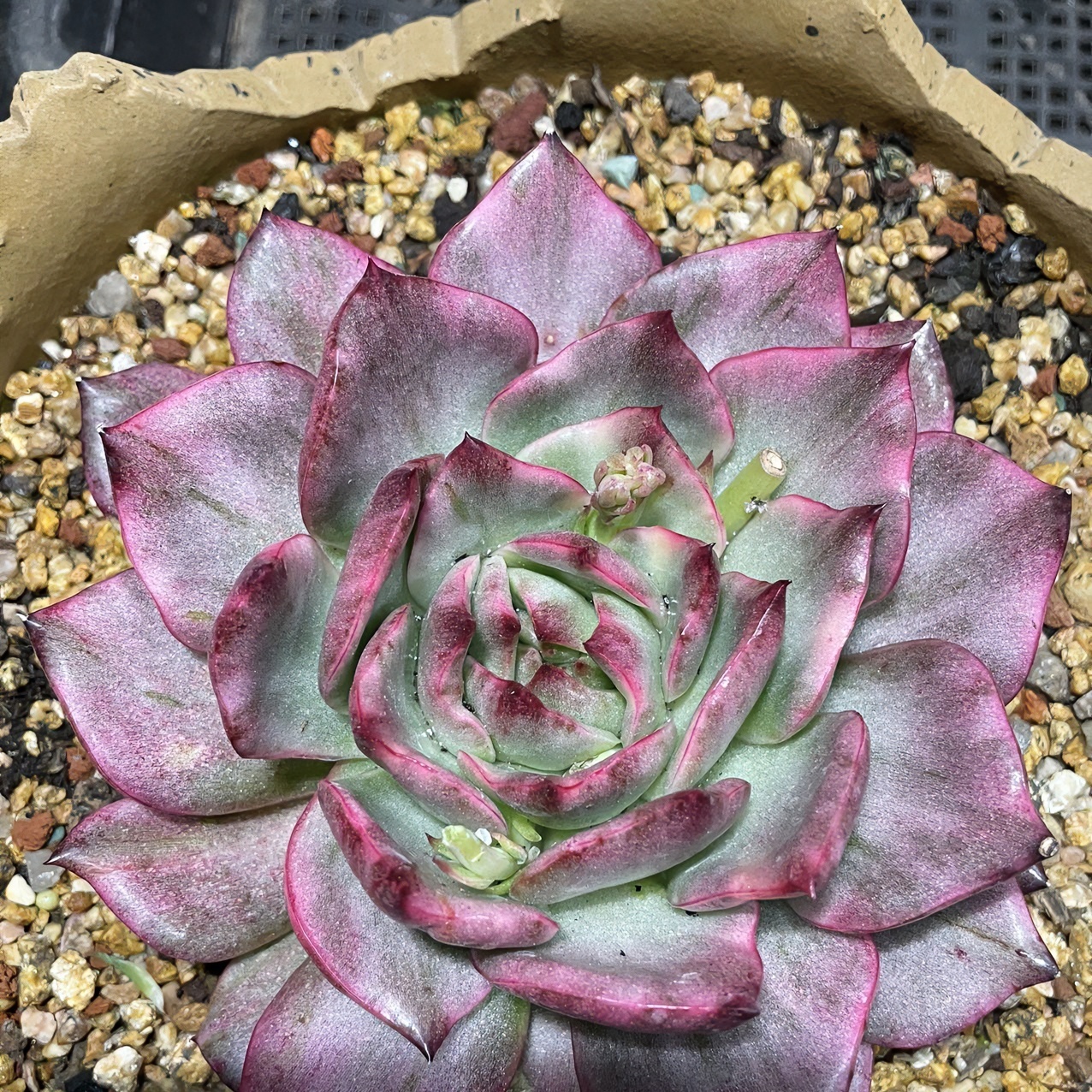 云山多肉 1号链接 自助拍