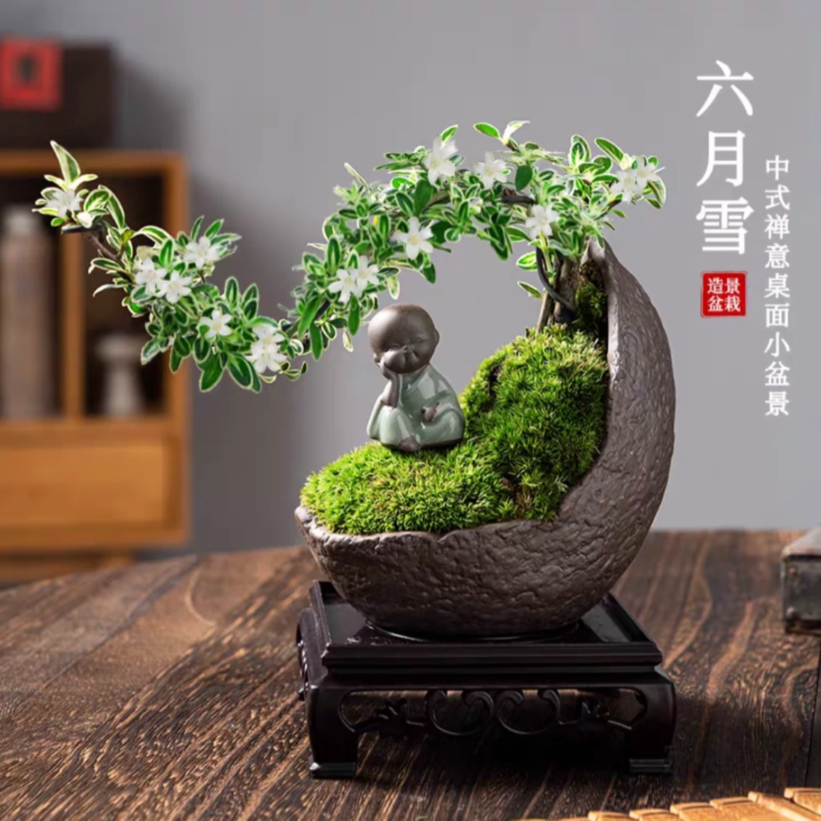 悬崖飘枝六月雪室内微景观室内盆栽茶桌办公桌好养花卉绿植禅意花