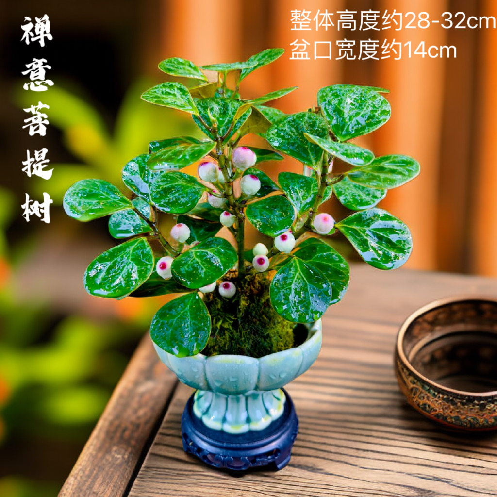 小盼菩提树带花盆室内苔藓球微景观绿植盆栽水培植物禅意带果好养