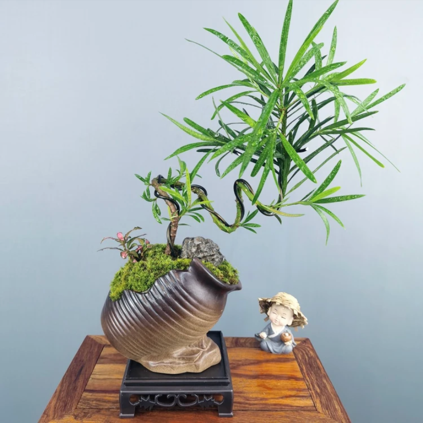 创意开口盆罗汉松室内客厅好养绿植盆栽阳台意境禅意茶桌植物