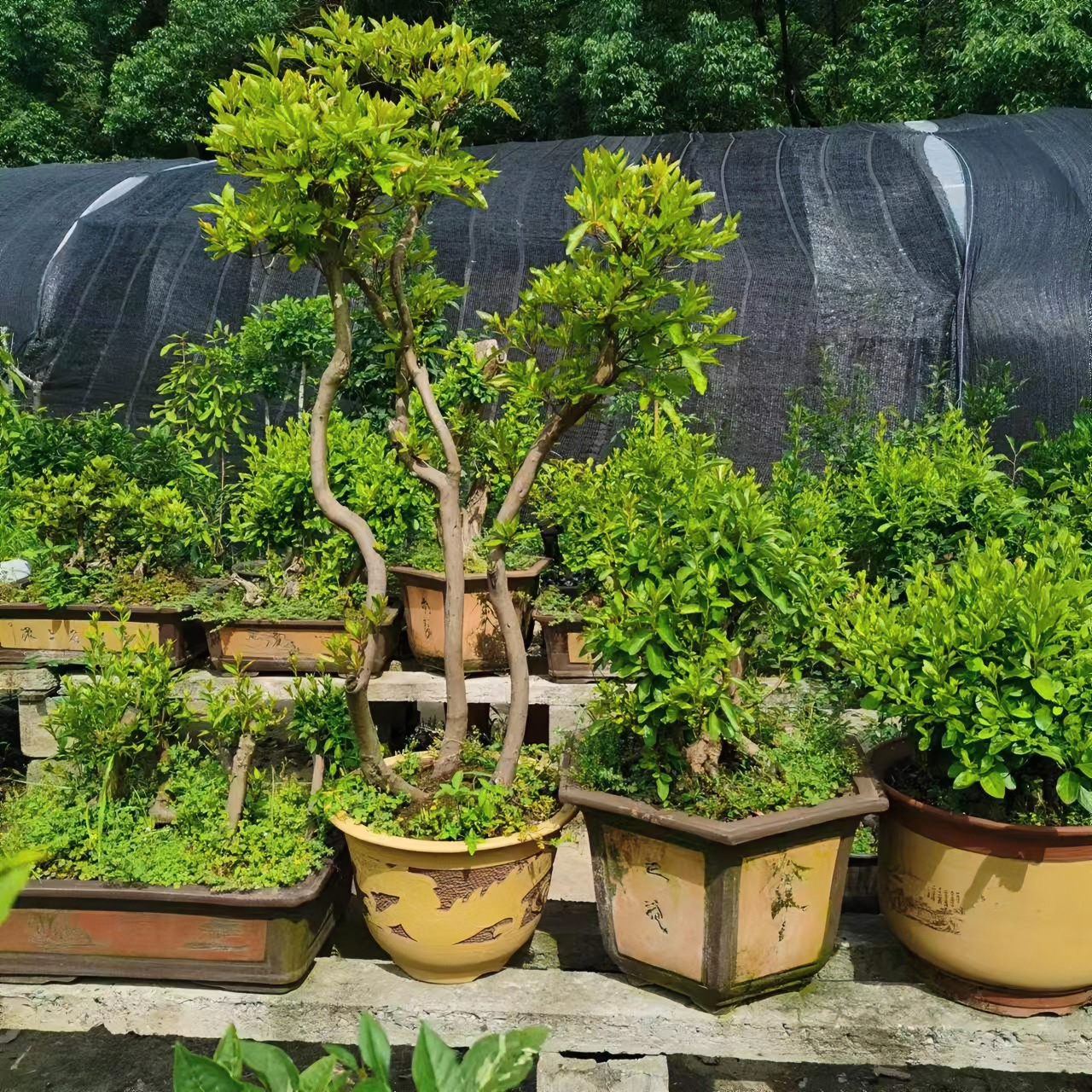 老鸦柿盆景素材，挂果盆景，映山红雀梅