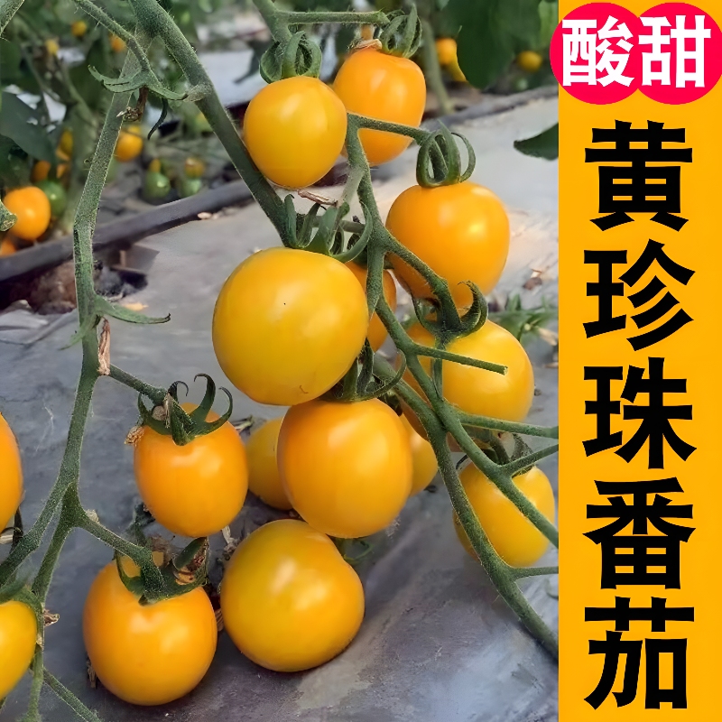 黄珍珠番茄苗 高产春播西红柿苗黑色蔬菜苗秧苗阳台盆栽