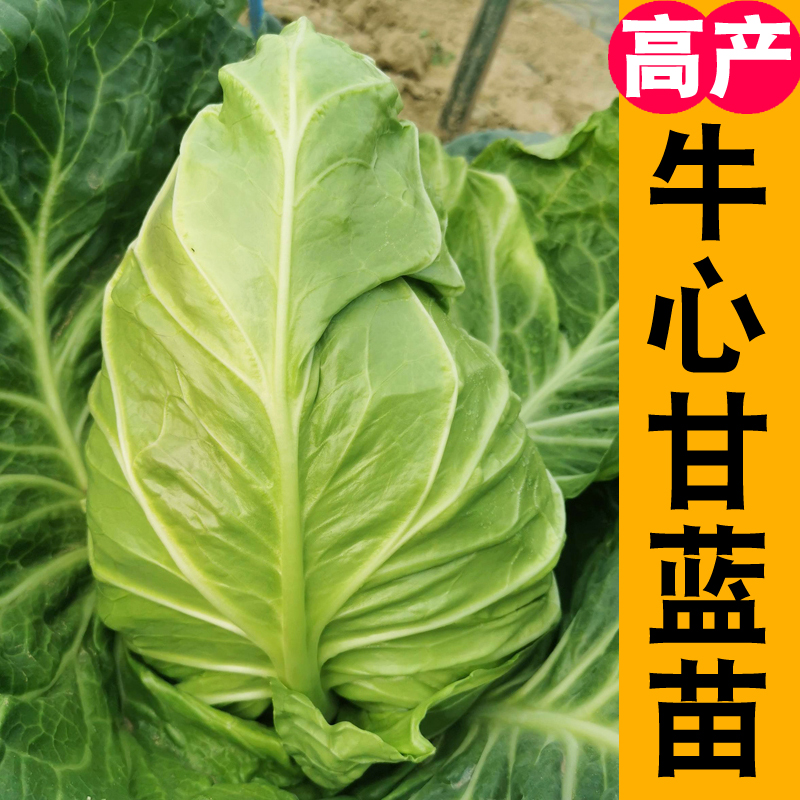 牛心甘蓝紫甘蓝粉绿羽衣松花椰菜盆栽青菜越冬蔬菜种子苗