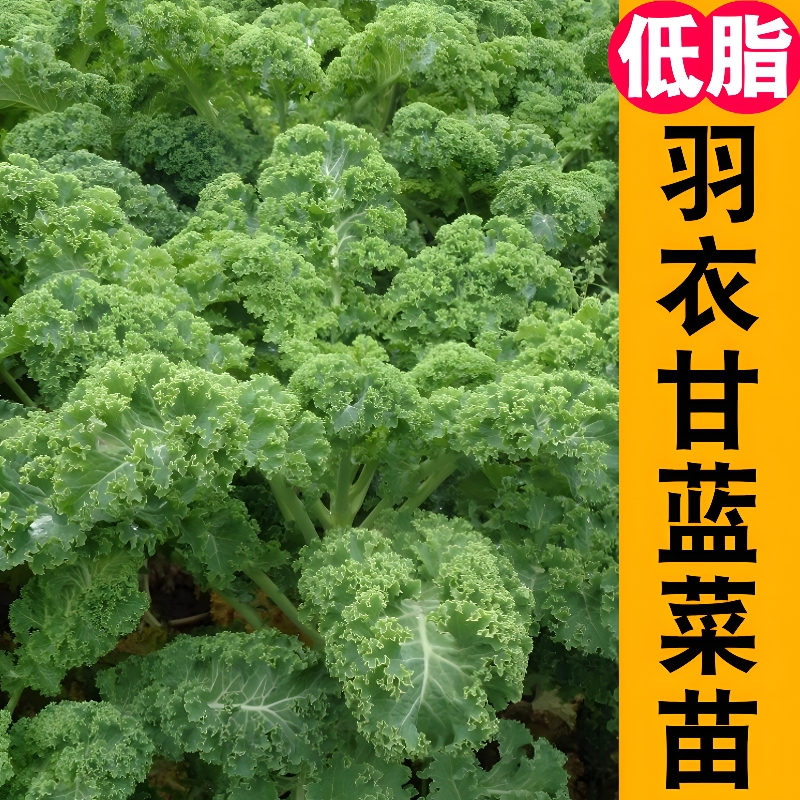 绿羽衣甘蓝苗秧营养新势力绿紫粉羽叶阳台盆栽大田四季蔬菜苗