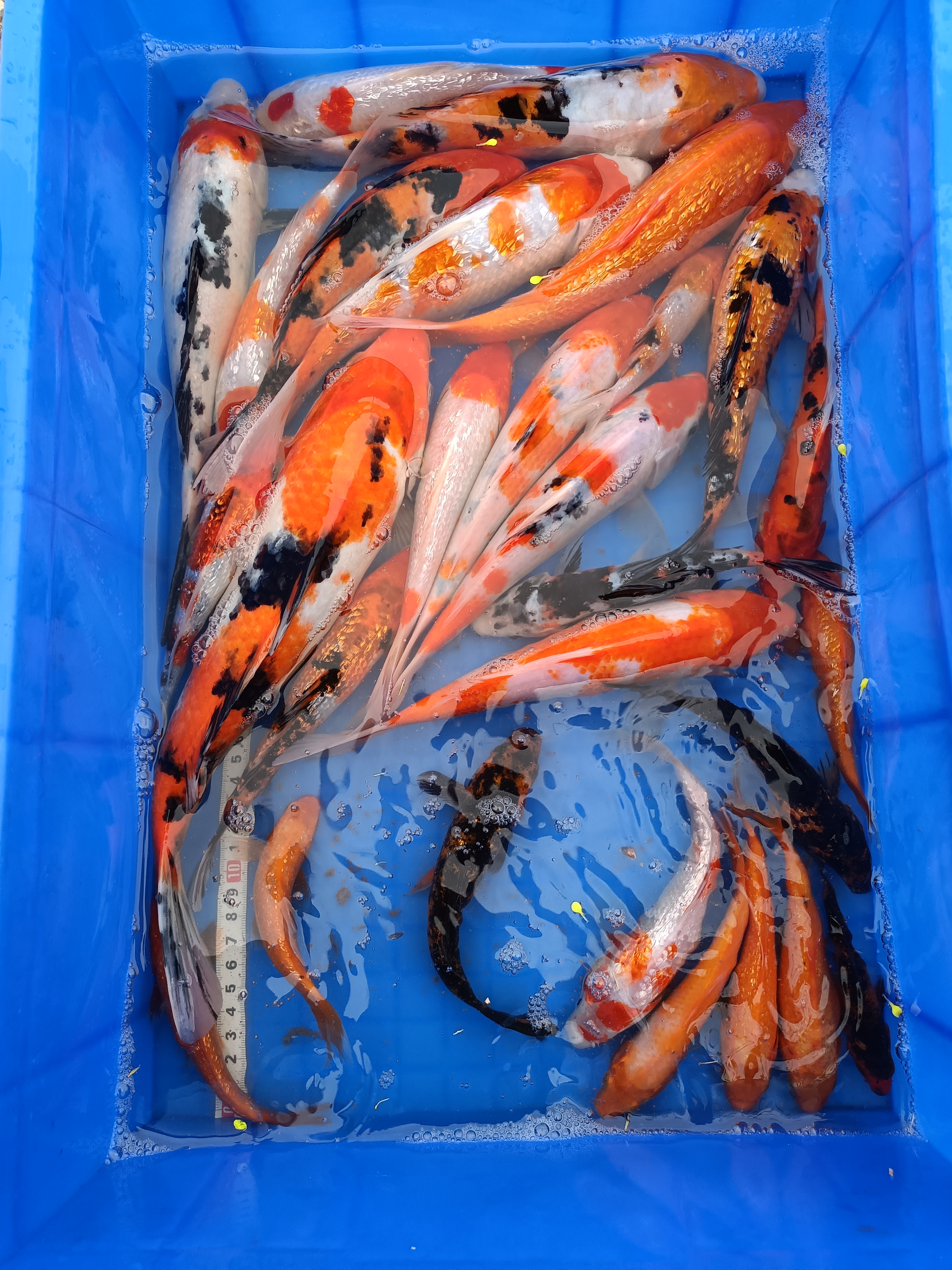 锦鲤观赏鱼，到货拍开箱视频，无视频不售后