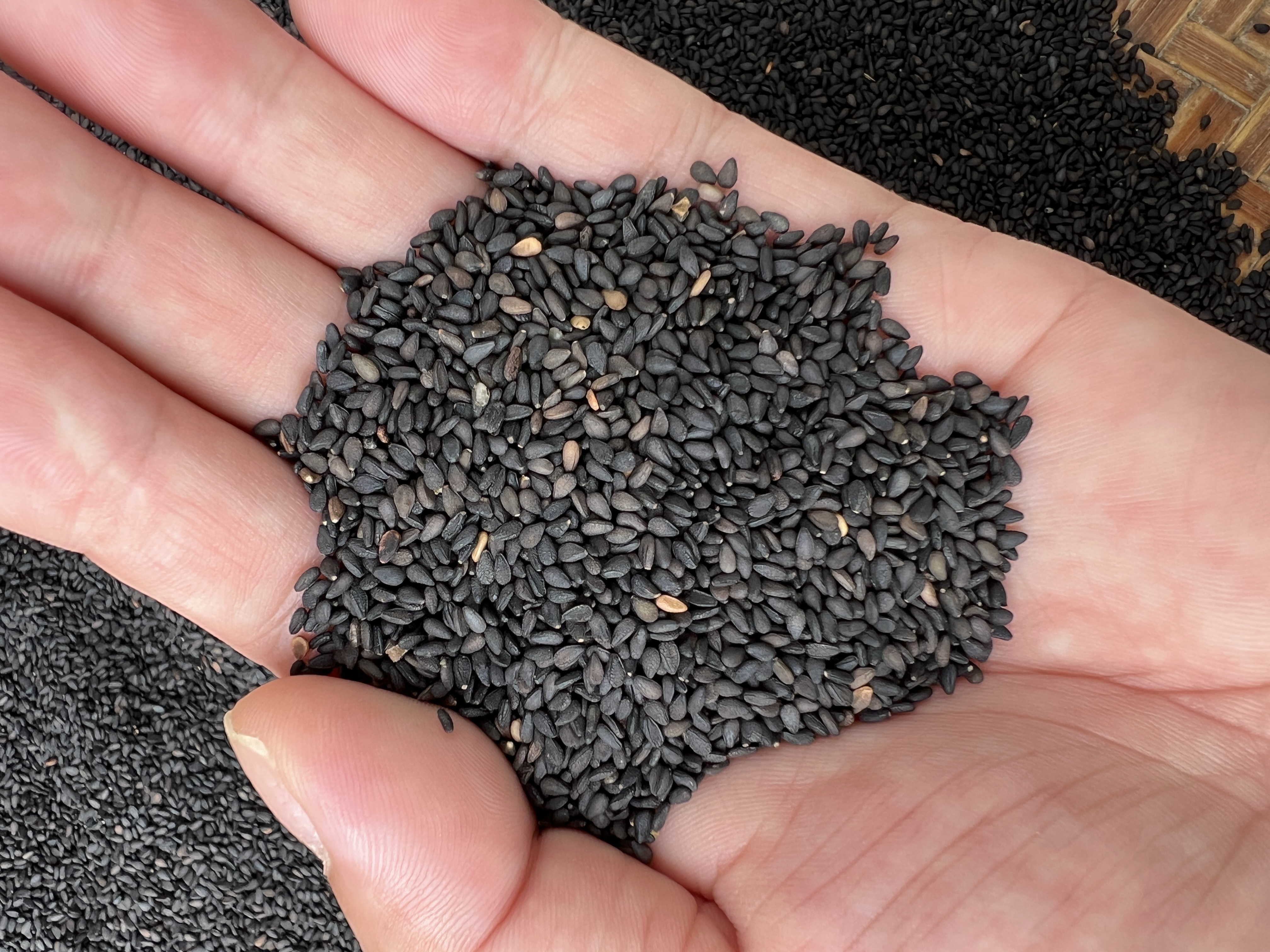 高州本地之麻1斤2斤包邮