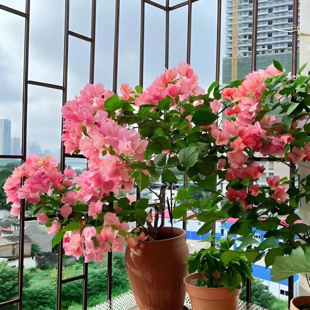 【不甜西瓜】水红色的花色四季勤花颜色多变三角梅
