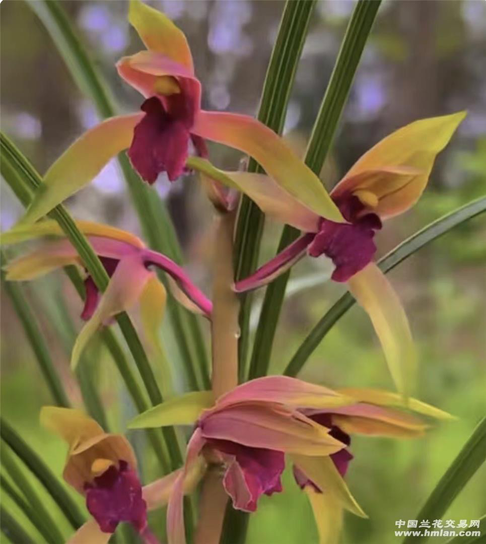 兰花苗一物一拍蕙兰寒兰春兰