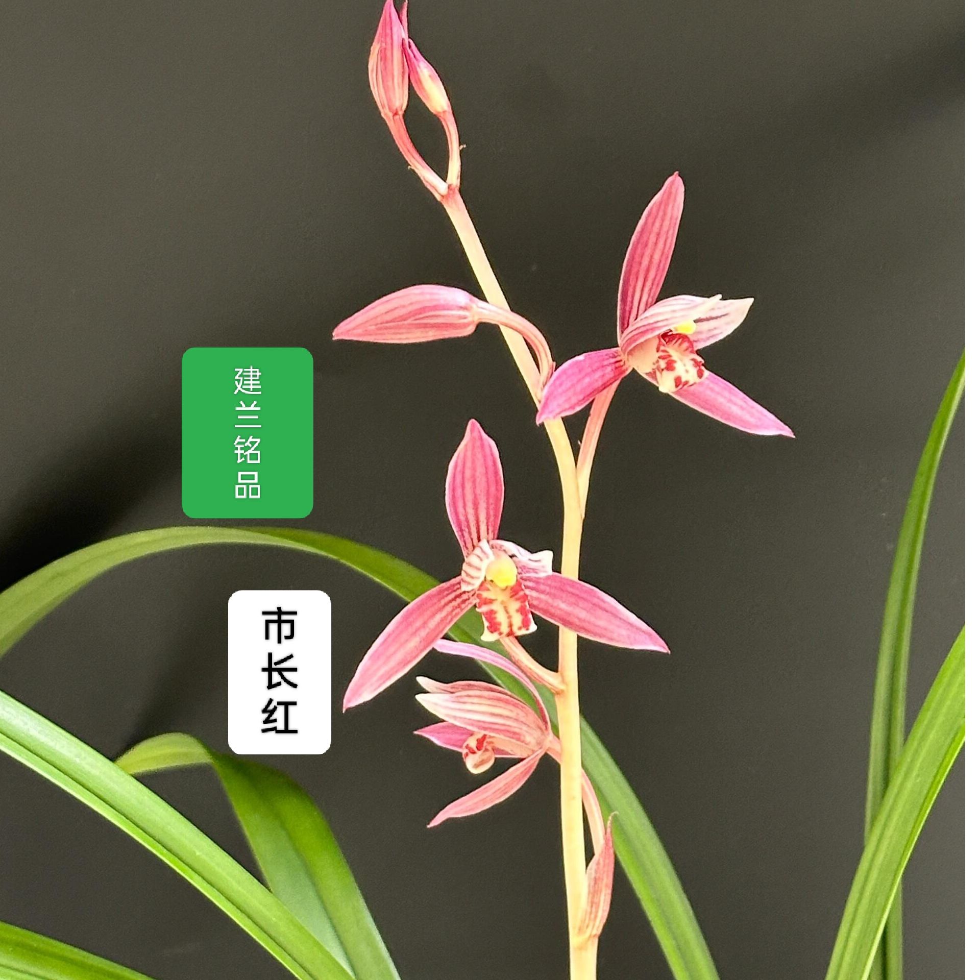 建兰铭品【市长红】