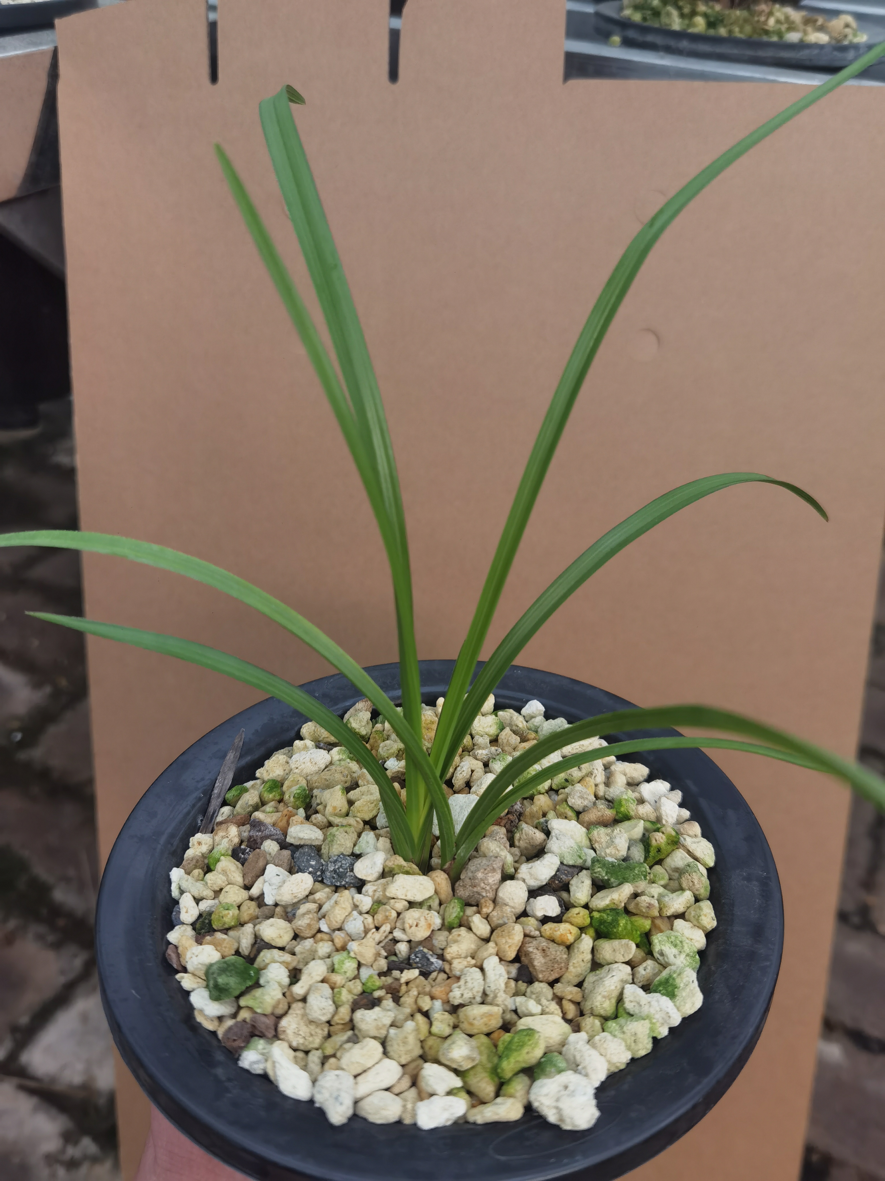 蕙兰春兰观花观叶植物品种系列