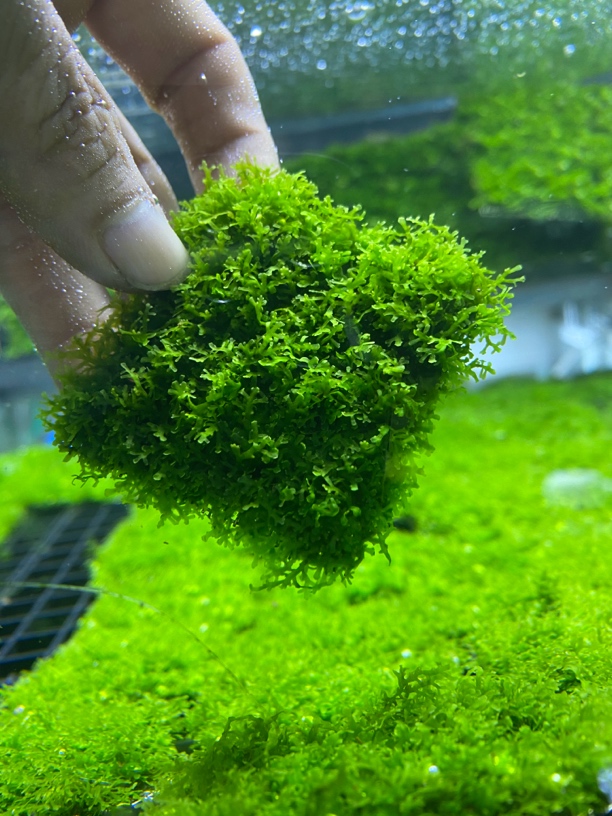 珊瑚莫斯，水草，造景水草，莫斯水草