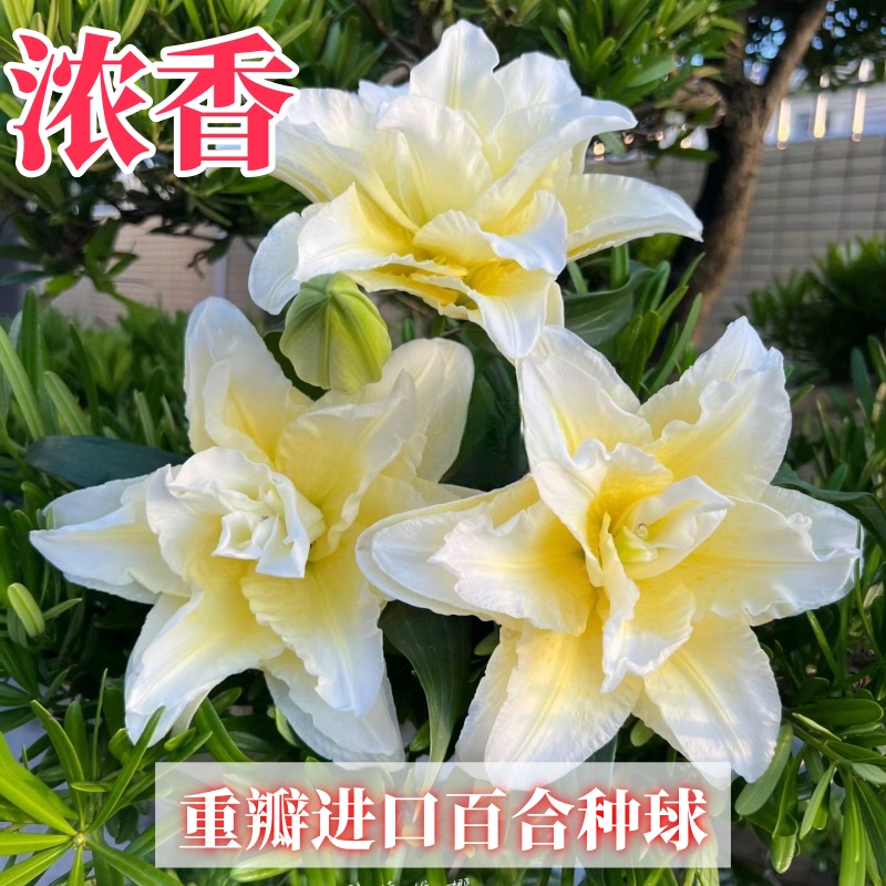 【进口】对版香水百合耐寒热四季可种室内室外阳台盆栽地栽绿植花卉
